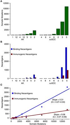 Neoantigen Fitness Model Predicts Lower Immune Recognition of Cutaneous Squamous Cell Carcinomas Than Actinic Keratoses